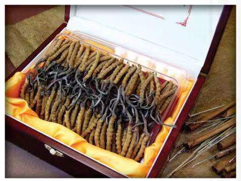 常平镇冬虫夏草回收